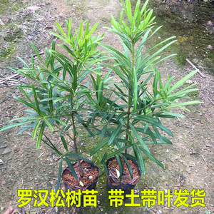 罗汉松树苗大叶雀舌罗汉松盆栽四季常青庭院阳台绿植盆景地栽树桩