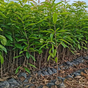 木荷树苗荷木苗木艾树绿化造林苗何树苗防火树种山地复绿树耐旱