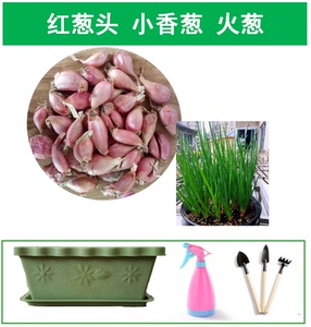 香葱头种子 小葱 四季葱种子葱苗火葱头 红葱头种子四季蔬菜种子