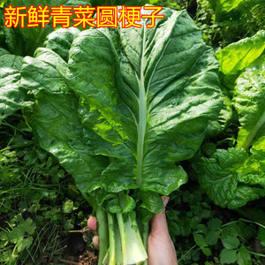 重庆农家自种应季绿色蔬菜新鲜青菜圆梗子芥菜四川做酸菜5斤包邮