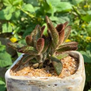 孙悟空兔耳多肉