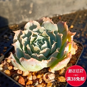 多肉植物蓝丝绒