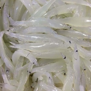 鲜活鲜冻野生小银鱼银鱼仔银鱼活体淡水银鱼冰鱼面条鱼4件包邮