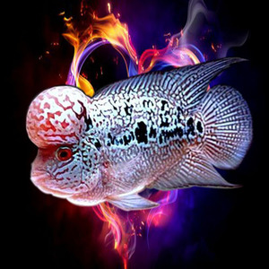 精品罗汉蛇纹马骝罗汉鱼鱼苗亚成鱼观赏鱼热带鱼