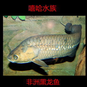 非洲黑龙鱼古代鱼观赏鱼 活体 非洲黑龙