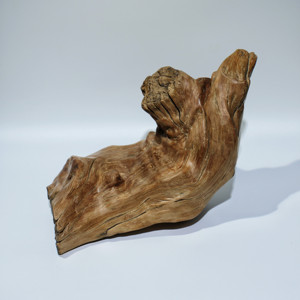 印度迈索尔老山檀香木老料老油根树根料焦糖香气乳香雕刻摆件木料