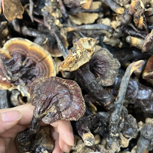 海南灵芝王 西藏波密白心赤芝山野小朱野生赤灵芝 500克价格061200