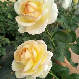 伊芙金伯爵灌木切花月季阳台盆栽玫瑰庭院地栽花苗勤花抗病大花