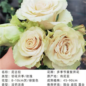 尼古拉欧月肯尼亚新品切花月季大花浓香阳台玫瑰花苗花卉盆栽四季
