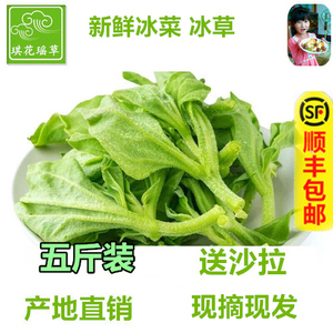 山东新鲜冰草蔬菜当季非洲花冰叶火锅即食生吃沙拉菜凉拌顺丰包邮