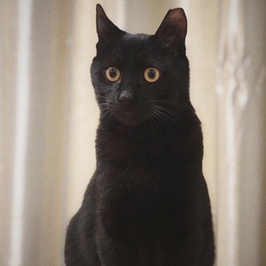 纯种猫舍中华田园猫咪活体幼猫纯黑猫宠物猫活物幼崽亮宠中国3200