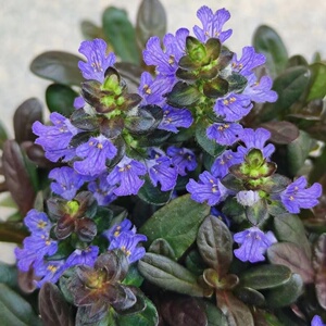 姬十二单日本山野草筋骨草巧克力片绿植花卉盆栽盆景迷你室内书房