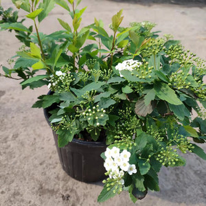 菱叶绣线菊盆栽木本花卉珍珠梅小手球庭院阳台花镜植物多年生灌木