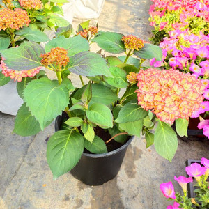 绣球花盆栽带花多年生木本植物室外阳台客厅无尽夏庭院花卉包邮