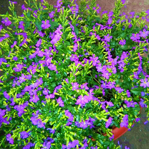 大叶满天星盆栽庭院阳台花卉耐寒耐晒植物四季花开长青2盆包邮