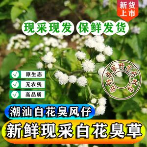 现采白花臭草新鲜臭垆草潮汕青草药白花臭风仔毛胜红胜红蓟咸虾草