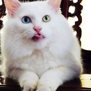 出售活体山东狮子猫异瞳纯白蓝眼阴阳眼猫长毛白猫纯种白猫田园猫