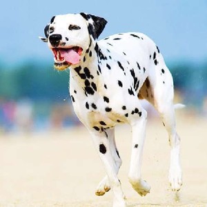 大麦町幼犬活体大型斑点狗短毛斑点猎犬家庭伴侣犬健康宠物狗纯种