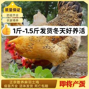 活鸡到家-淘宝拼多多热销活鸡到家货源拿货 阿里巴巴货源