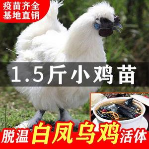 1.5斤白凤乌鸡苗1一斤半白乌鸡活苗纯种白毛鸡散养竹丝小鸡苗