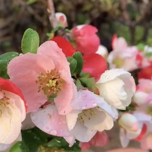 东洋锦复色海棠海棠盆栽小老桩当年开花带芽包花卉美观耐寒好养