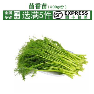 农家自种茴香苗