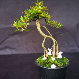 水杨梅鱼缸造景碳化老桩水培土培客厅阳台可观花观果盆景绿植盆栽