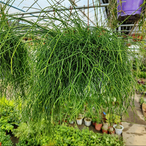 吊兰盆栽细叶丝苇喀秋莎玉珊瑚仙人掌属多肉植物垂吊绿化耐阴植物