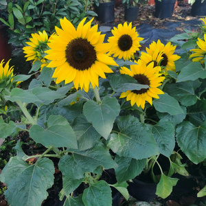 向日葵盆栽超长花期多年生庭院阳台四季植物露天园林绿化一件包邮
