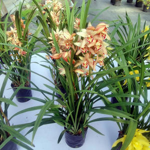 墨兰花盆栽小神童庭院阳台花卉冬季开花室内吸甲醛企墨蝴蝶兰好养