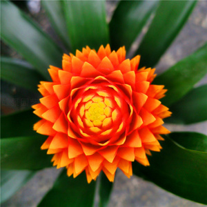 鸿运当头大型盆栽小红星室内好养水土培植物凤梨火炬包邮办公客厅