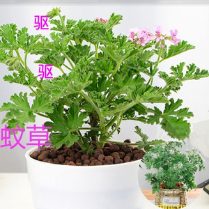 驱蚊草盆栽室内外植物2020新品种防蚊三宝庭院花卉香叶天竺葵包邮
