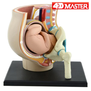 4d master益智拼装玩具人体妊娠怀孕器官解剖模型医学教学用模型