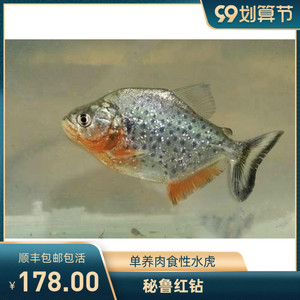 秘鲁普黑