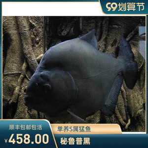 【秘鲁普黑】秘鲁普黑品牌,价格 - 阿里巴巴