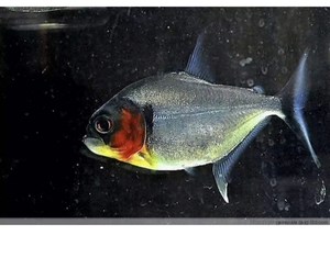 辛古水虎鱼凶猛鱼热带鱼观赏鱼大型鱼淡水猛鱼