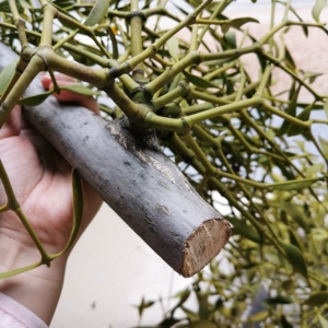 东北野生山核桃冬青稀有长白山楸树冻青北槲寄生整支带楸树枝250g