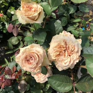 第九天使/翼,河本月季根接苗灌木一物一拍【小小白园艺】