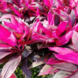 富贵竹红色紫叶