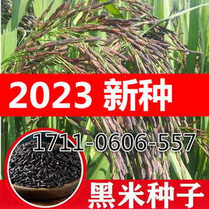 黑米种子2023新种子黑香米种子水稻谷种籽优质高产无染色外黑内白