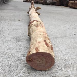 越南黄花梨大料家具料木料原木新料手串镇尺料黄花梨整棵树收藏料