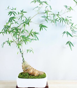 簕竹小叶带刺竹子观叶绿植盆景室内大型带刺新款好养书房盆栽禅意