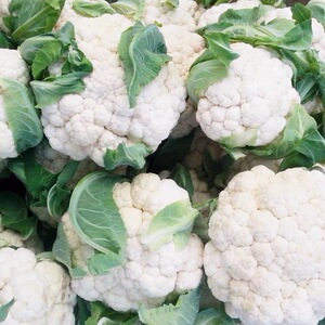 花椰菜种子苗秧孑青梗白花菜四季阳台盆栽松花菜种子苗籽蔬菜种孑