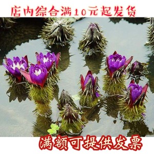 水生植物鸡头