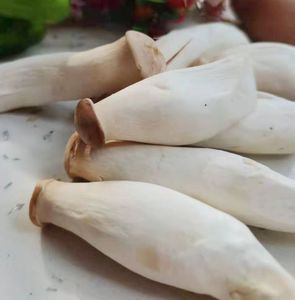 新鲜杏鲍菇鸡腿菇美味菌菇蔬菜肉厚鲜嫩菇食用菇健康美食五斤包邮