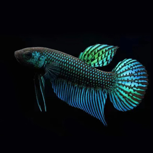 泰国原斗观赏鱼 马哈彩绿型蓝型斗鱼 原生斗鱼饲料包邮包损