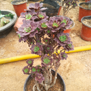 多肉植植物黑法师老桩一物一拍 独眼巨人老桩 骑兵碧桃 圆叶老桩