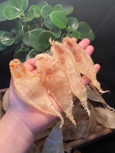 新鲜自晒海捕大口赤嘴鱼胶花胶鱼鳔鱼肚孕妇月子滋补干货包邮250