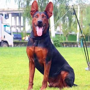 莱州红犬纯种苏联