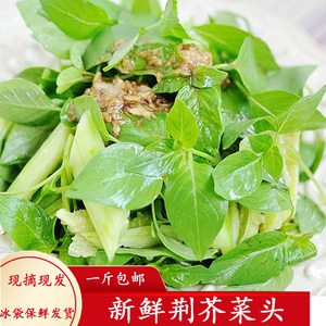 新鲜荆芥菜头 安徽特产荆芥大叶荆芥菜冰鲜发货荆棘头凉拌菜1斤装